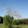 Deutschlandregen 50cm Papierflitter 25er Bundle
